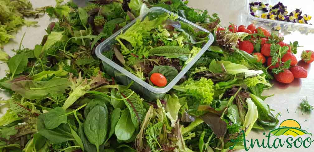 قیمت سبزی صادراتی
