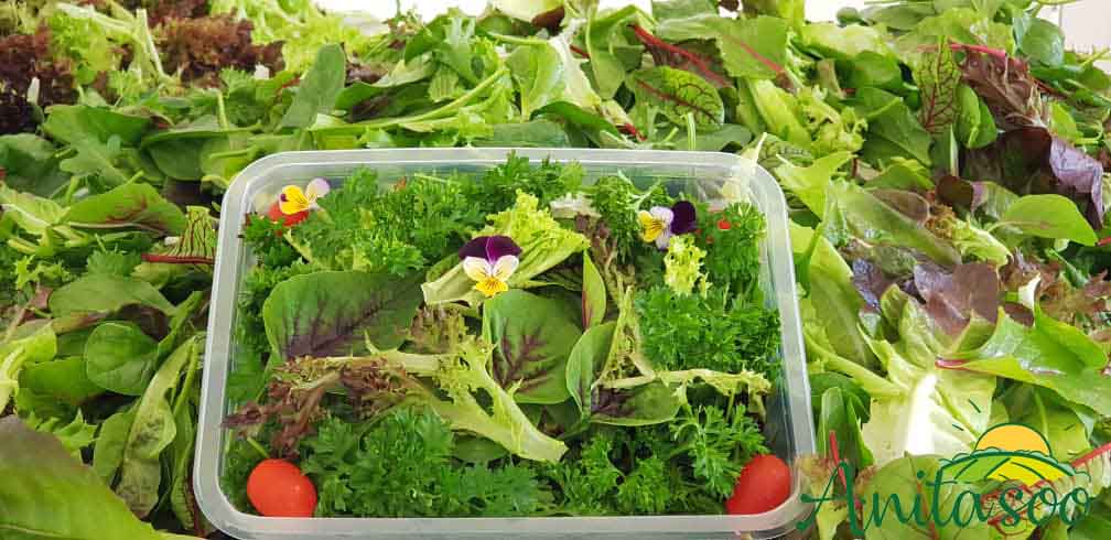 صادرات سبزی اروپایی